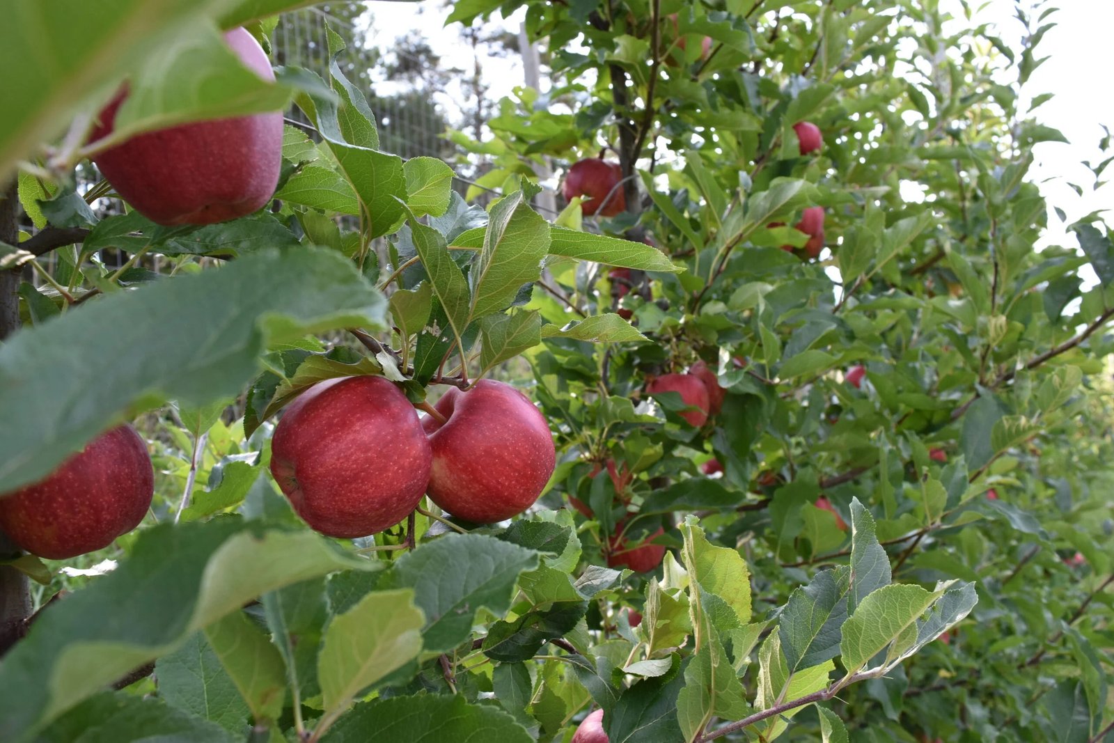 Gala Apples (Bite Size) - Image 3