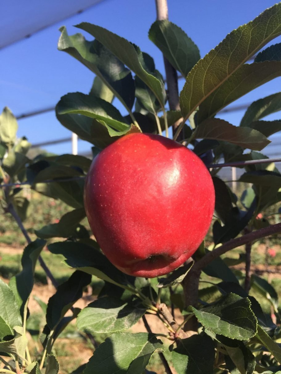 Gala Apples (Snack Size) - Image 2
