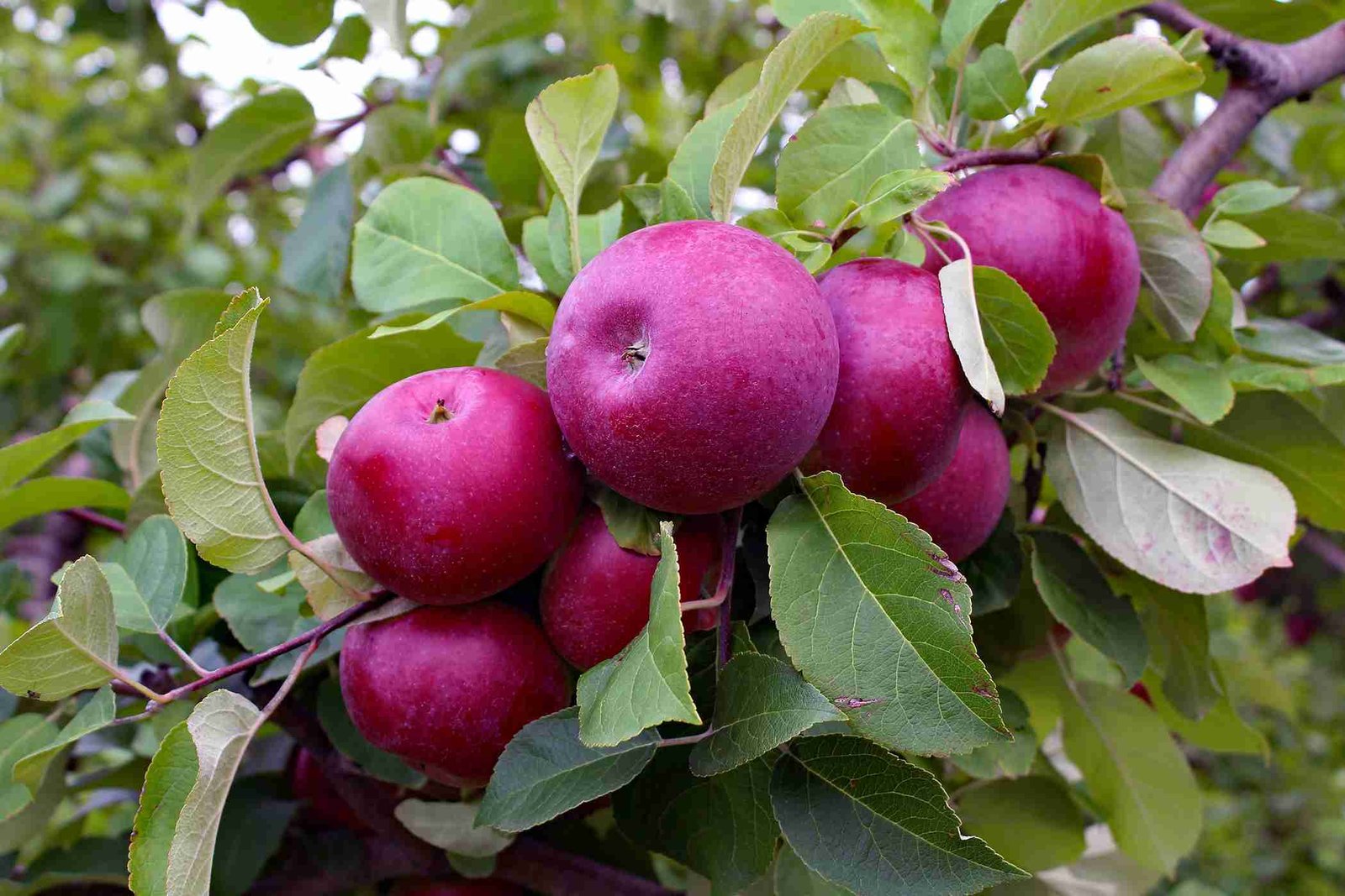 Gala Apples (Snack Size)