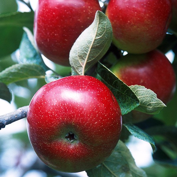 Gala Apples (Snack Size) - Image 3